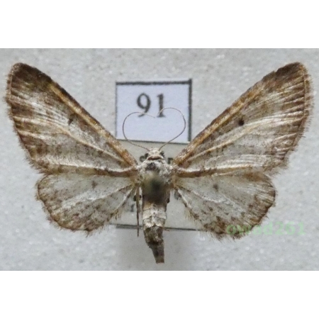 Eupithecia subumbrata (Denis & Schiffermüller, 1775) Czech91